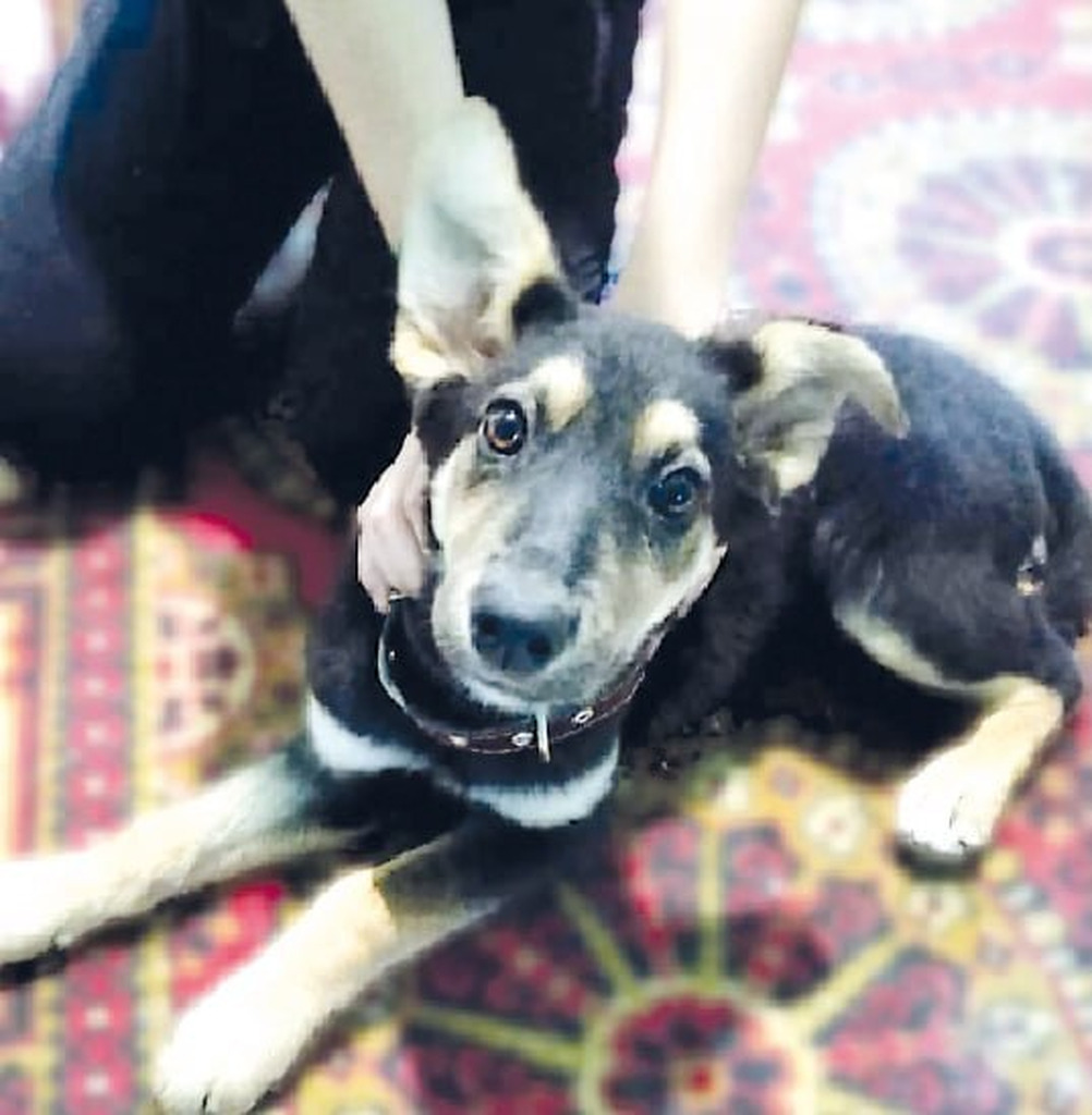 Щенок ищет хозяев