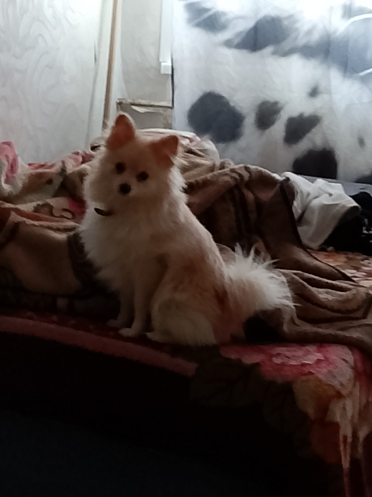 Продам собаку шпиц,девочка