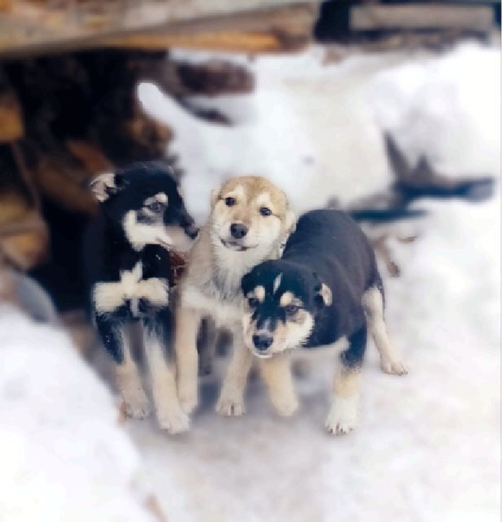 Щенки ищут хозяев