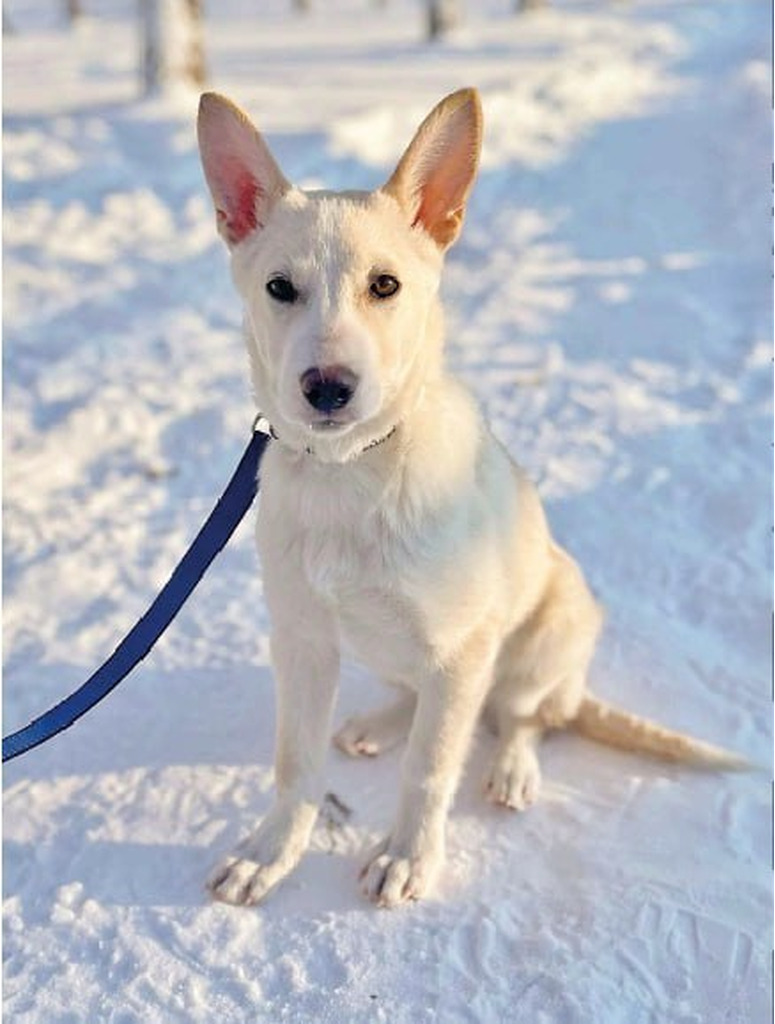 Луна ищет хозяев