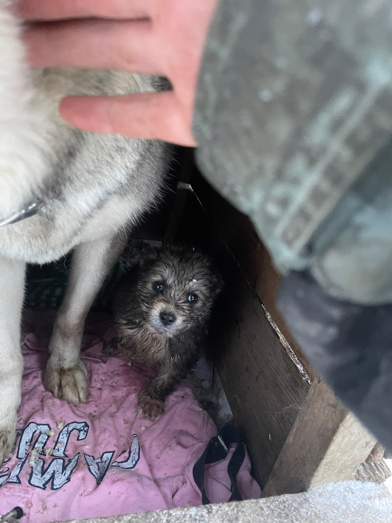 отдам щенков!!!