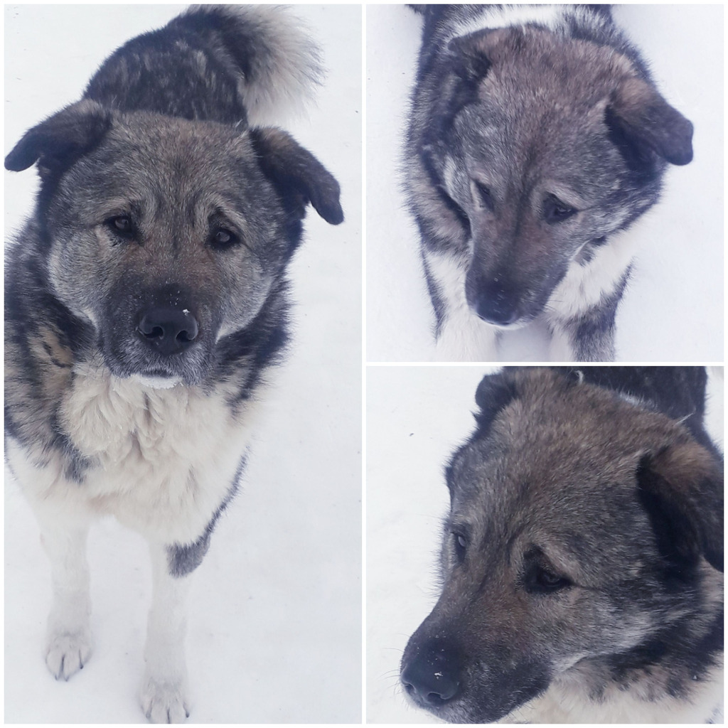 Отдам собаку