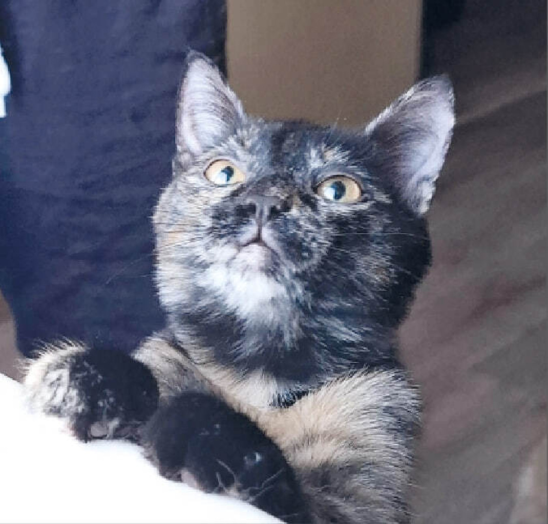 Котёнок ищет хозяев