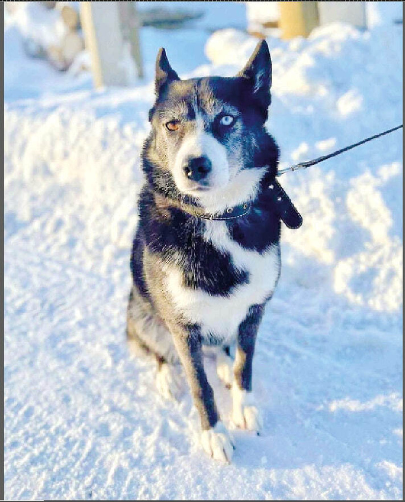 Люся ищет хозяев