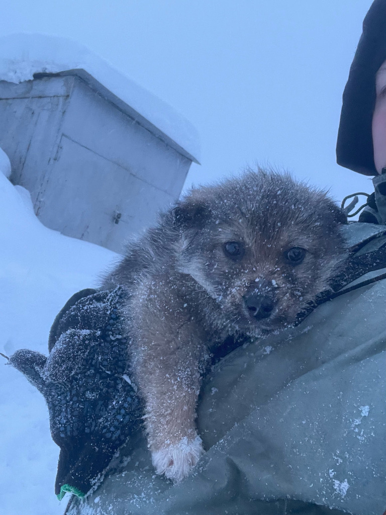 Отдам щенков в добрые руки