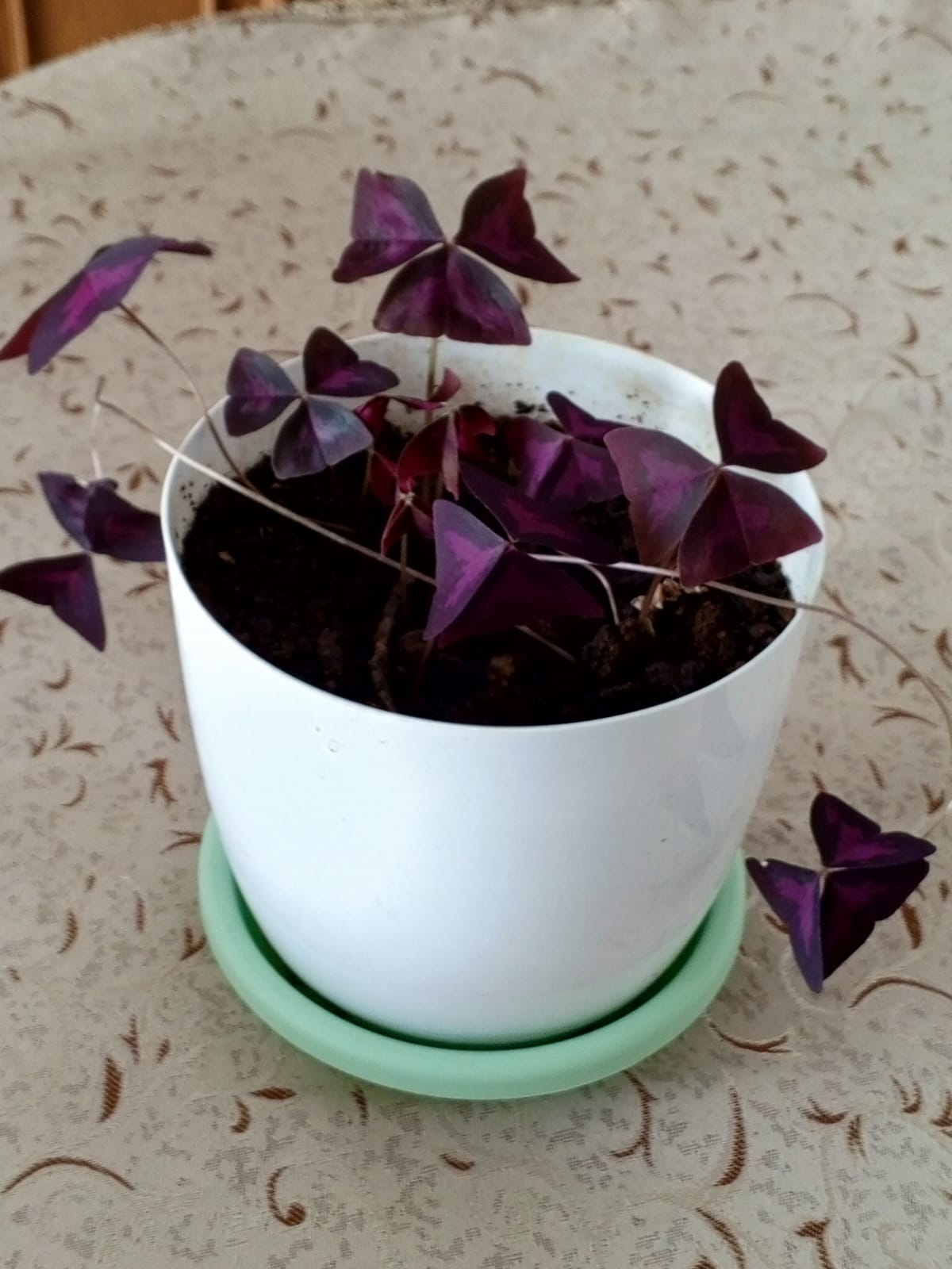 Мотобур УШМ-8 почти не пользовались - Фото 7