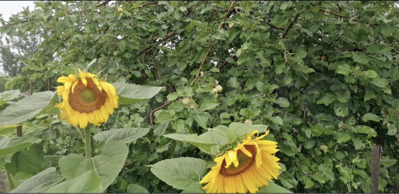 Продам участок