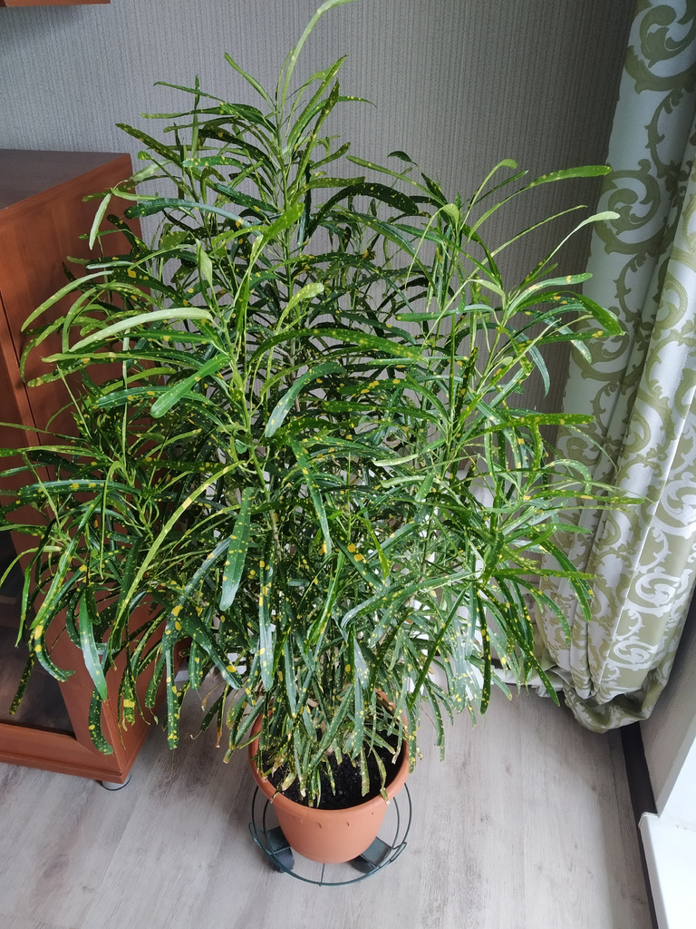 Узколистный кротон Пиктум Спот