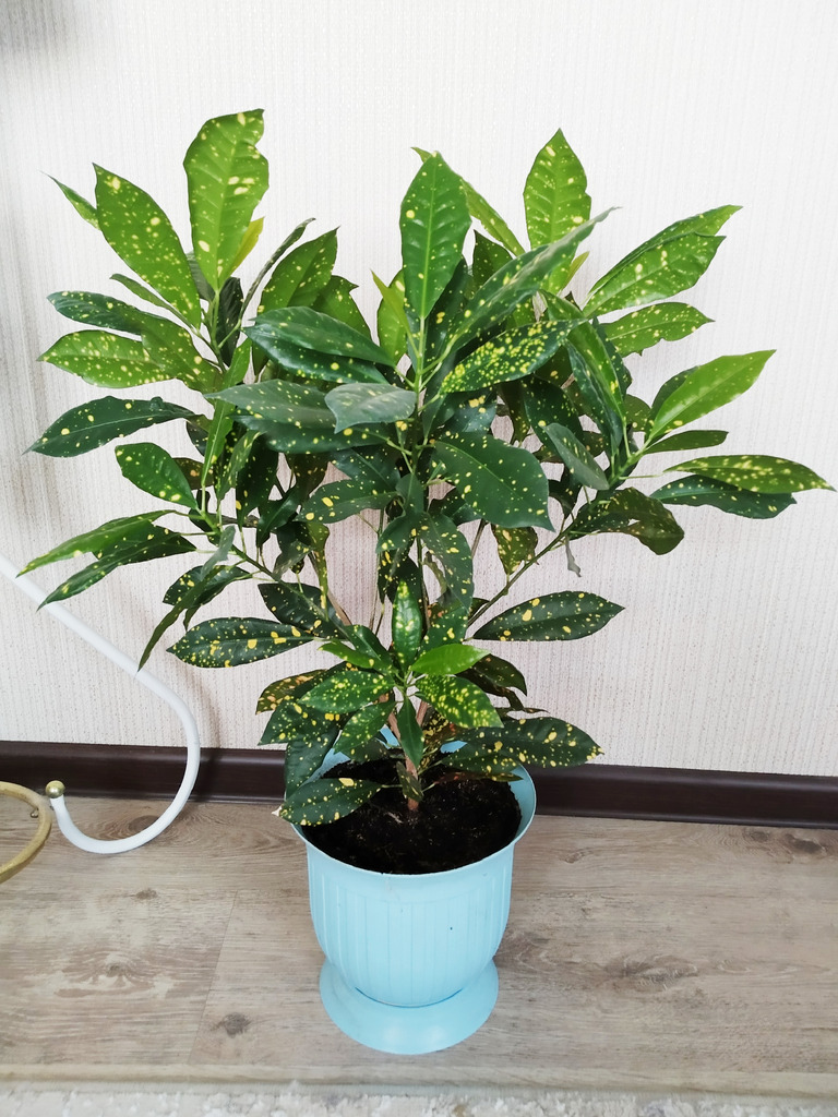 Аукуболистный кротон