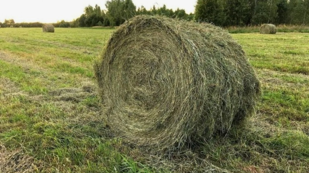 Сено в рулонах