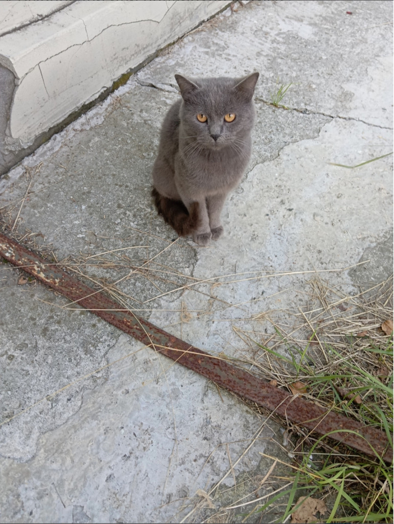 Брошенный котик опять ищет семью, которая не скажет "кот не к дому"