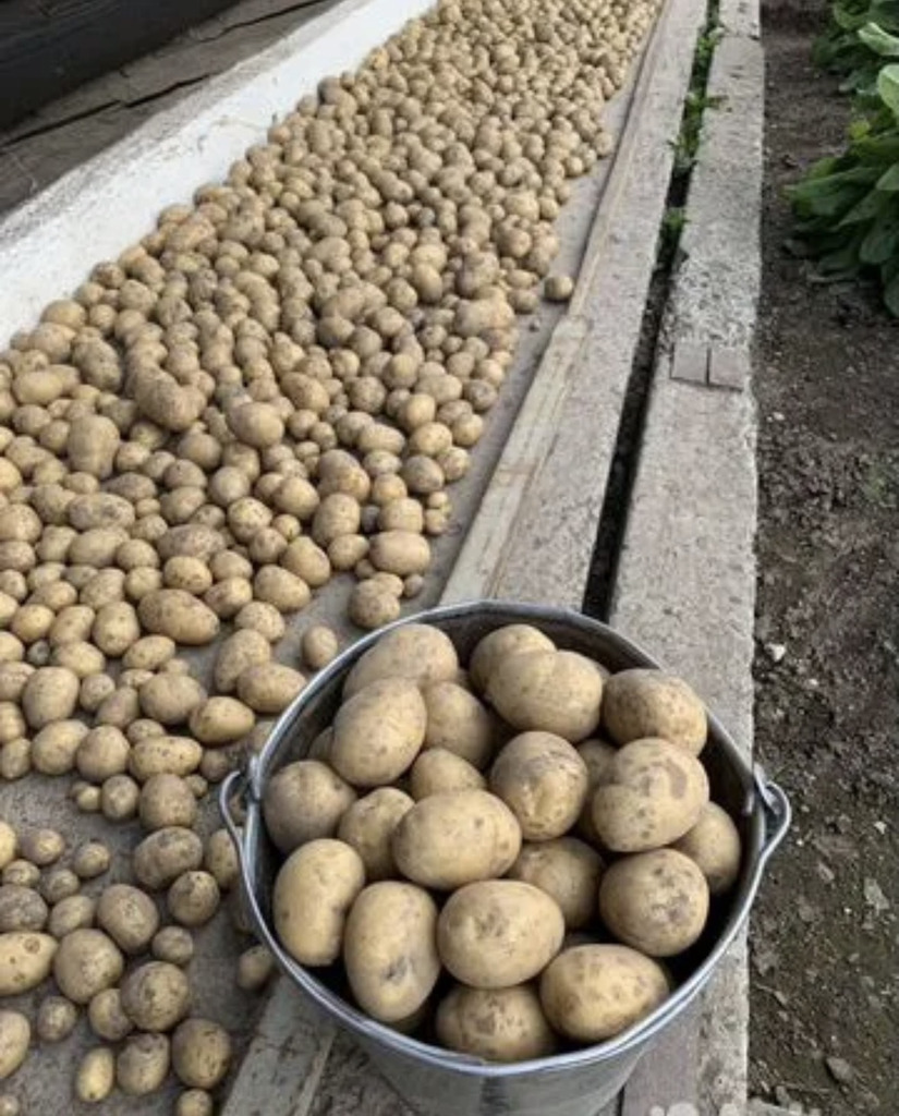 картофель домашний с доставкой - Фото 1