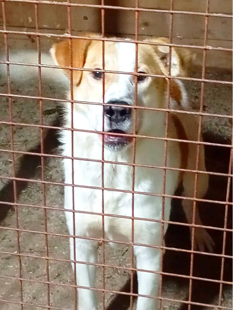 Пёс ищет хозяев