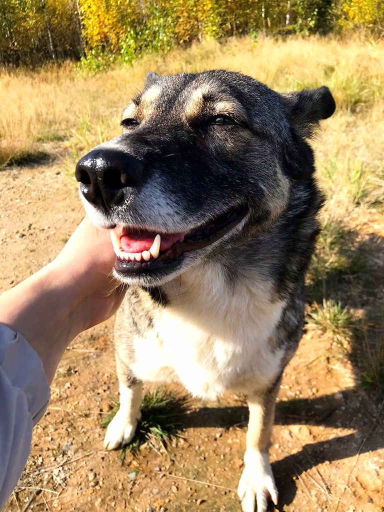 Обжорка ищет дом