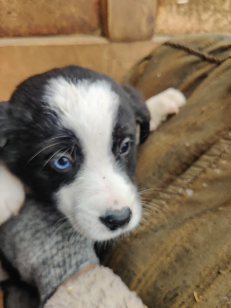 Отдам щенков