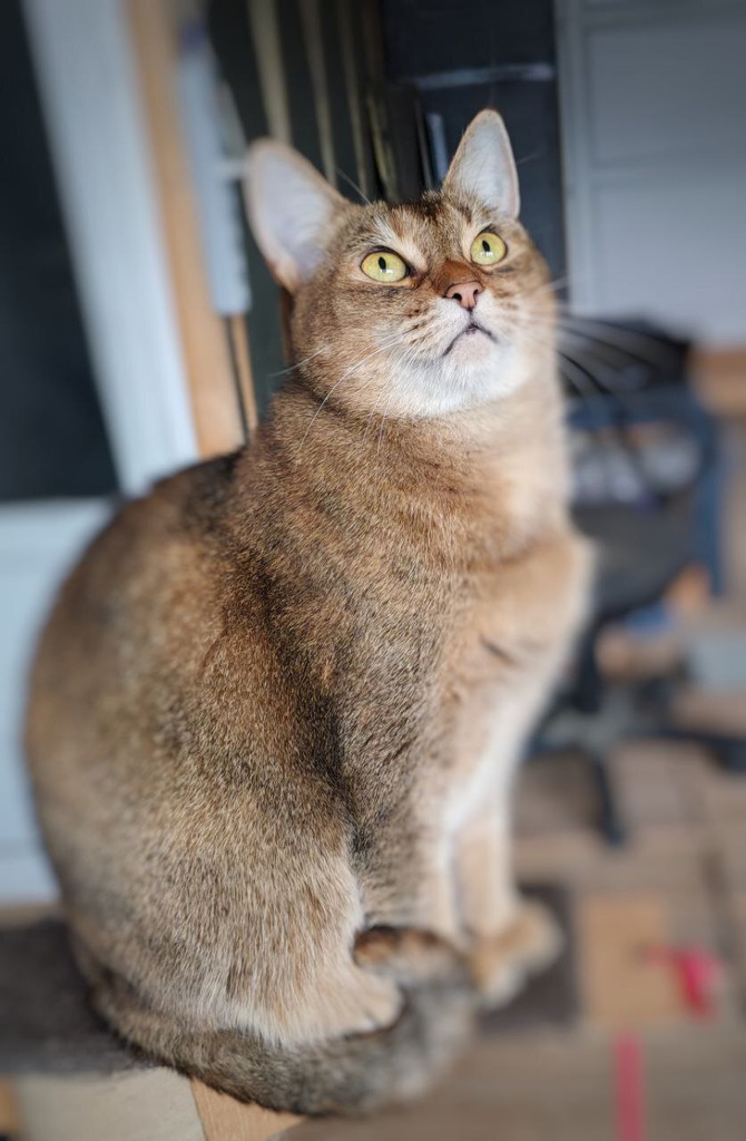 Абиссинская кошка